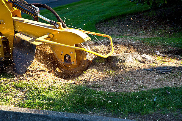 How Our Tree Care Process Works  in  Danville, AR